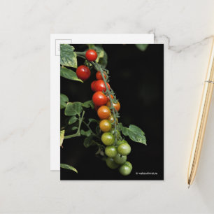 Een kleurrijke gradiënt van gekruiste tomaten van  briefkaart