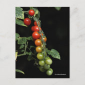 Een kleurrijke gradiënt van gekruiste tomaten van  briefkaart (Voorkant)