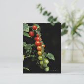 Een kleurrijke gradiënt van gekruiste tomaten van  briefkaart (Staand voorkant)