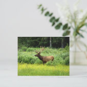 Een knappe elk briefkaart (Staand voorkant)