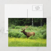 Een knappe elk briefkaart (Voorkant / Achterkant)