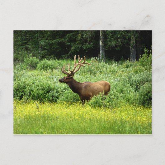 Een knappe elk briefkaart (Voorkant)