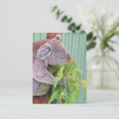 Een Koala in het Australische Briefkaart (Staand voorkant)