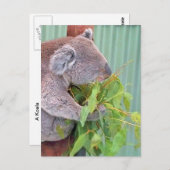 Een Koala in het Australische Briefkaart (Voorkant / Achterkant)