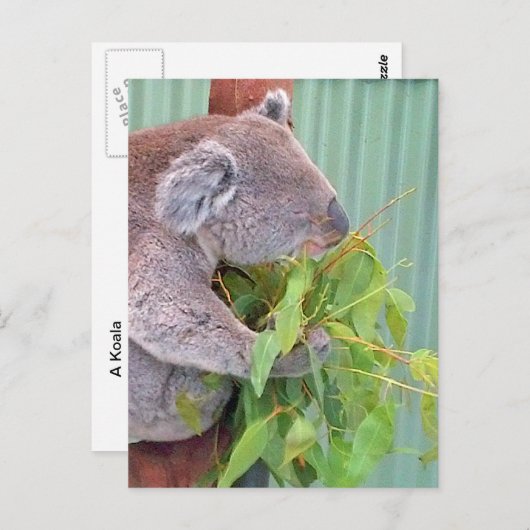 Een Koala in het Australische Briefkaart (Voorkant / Achterkant)