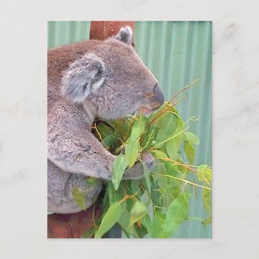 Een Koala in het Australische Briefkaart (Voorkant)