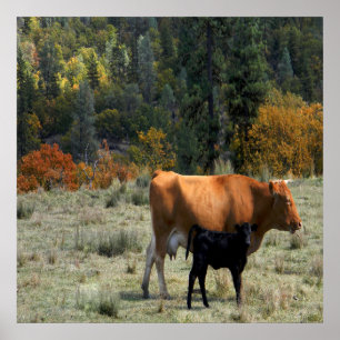 Een koe en haar kalf...... poster