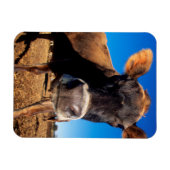 Een koe van Jersey die nieuwsgierig is Magneet (Horizontaal)