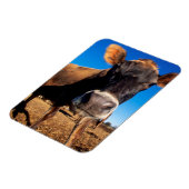 Een koe van Jersey die nieuwsgierig is Magneet (Linkerzijde)