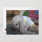 Een konijn in een dress か わ い 幸 せ briefkaart (Voorkant / Achterkant)