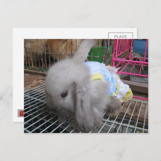 Een konijn in een dress か わ い 幸 せ briefkaart (Voorkant / Achterkant)