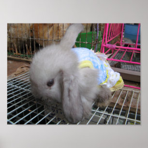 Een konijn in een dress か わ い 幸 せ poster