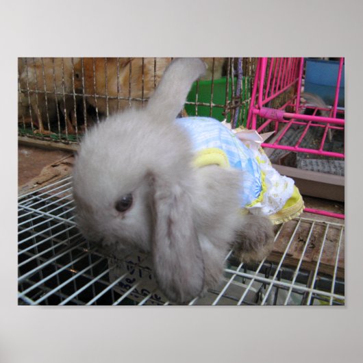 Een konijn in een dress か わ い 幸 せ poster (Voorkant)