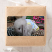 Een konijn in een dress etiket (Insitu)