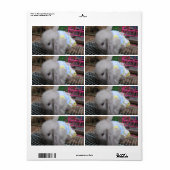 Een konijn in een dress etiket (Full Sheet)