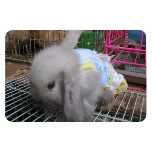 Een konijn in een dress magneet (Horizontaal)