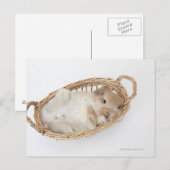 Een konijn zit in een mand.Holland Lop. Briefkaart (Voorkant / Achterkant)