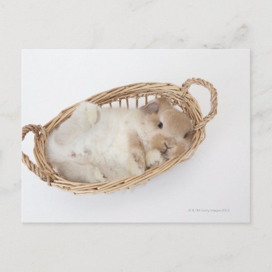 Een konijn zit in een mand.Holland Lop. Briefkaart (Voorkant)