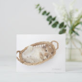 Een konijn zit in een mand.Holland Lop. Briefkaart (Staand voorkant)