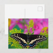 Een Koningsvlinder Landend Briefkaart (Voorkant / Achterkant)