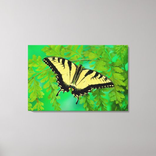 Een Koningsvlinder Landend Canvas Afdruk (Voorkant)