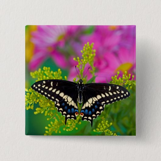 Een Koningsvlinder Landend Vierkante Button 5,1 Cm (Voorkant)