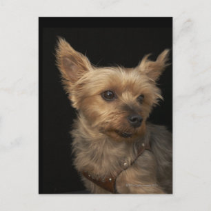 Een kortharige Yorkie-hond die naar rechts kijkt Briefkaart