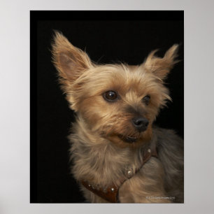 Een kortharige Yorkie-hond die naar rechts kijkt Poster