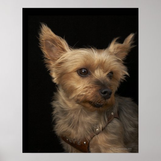 Een kortharige Yorkie-hond die naar rechts kijkt Poster (Voorkant)