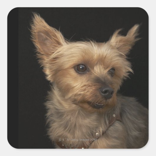 Een kortharige Yorkie-hond die naar rechts kijkt Vierkante Sticker (Voorkant)