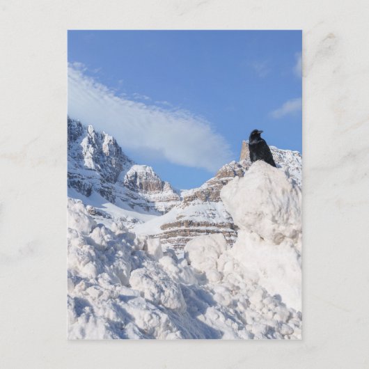Een kraai bij Crowfoot Mountain Alberta Canada Briefkaart (Voorkant)