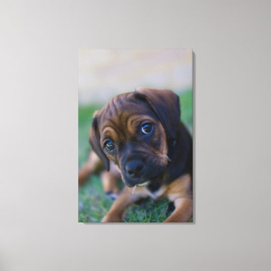 Een kruibrauwkever (puggle) canvas afdruk (Voorkant)