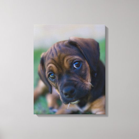 Een kruibrauwkever (puggle) canvas afdruk (Voorkant)