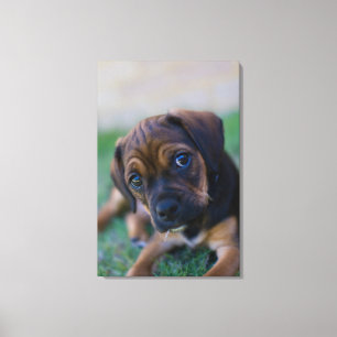 Een kruibrauwkever (puggle) canvas afdruk