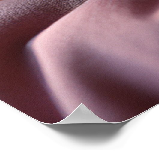 Een krullend pluizig cavia poster (Hoek)