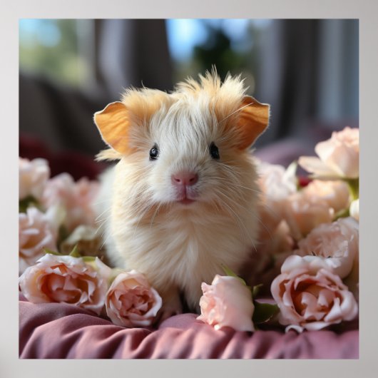 Een krullend pluizig cavia poster (Voorkant)