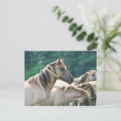 Een kudde Brumby Horses uit Australië Briefkaart (Staand voorkant)