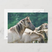 Een kudde Brumby Horses uit Australië Briefkaart (Voorkant / Achterkant)