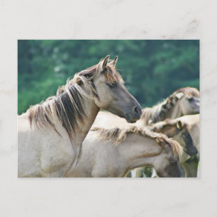 Een kudde Brumby Horses uit Australië Briefkaart