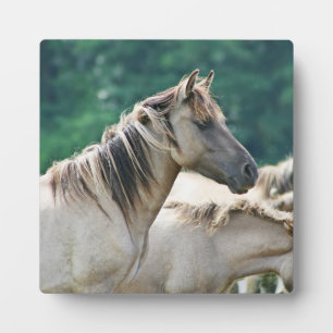 Een kudde Brumby Horses uit Australië Fotoplaat