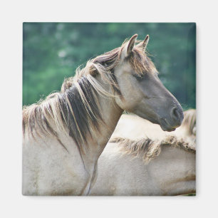 Een kudde Brumby Horses uit Australië Magneet