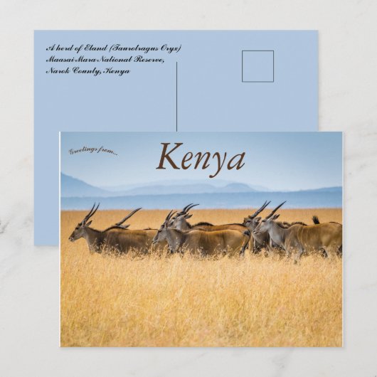 Een kudde Eland Masai Mara Nationaal Reservaat Ken Briefkaart (Voorkant / Achterkant)