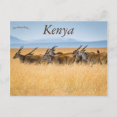 Een kudde Eland Masai Mara Nationaal Reservaat Ken Briefkaart (Voorkant)