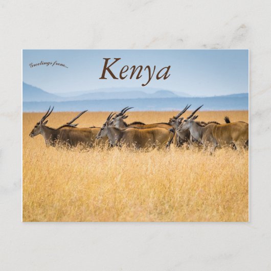 Een kudde Eland Masai Mara Nationaal Reservaat Ken Briefkaart (Voorkant)