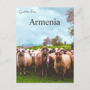 Een kudde schapen in de provincie Kotayk Armenië Briefkaart