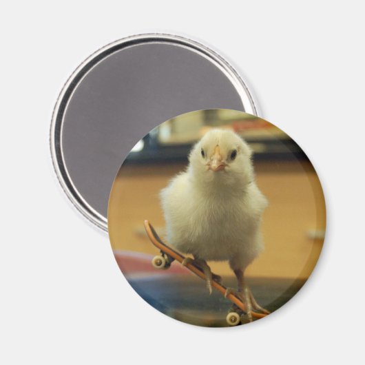 Een kuiken op skateboard versierde magneet (Voorkant / Achterkant)