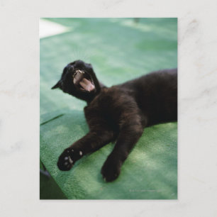 Een kuitende kat. briefkaart