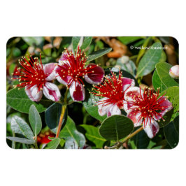 Een kwartet anananasguave / Guavasteen Flowers Magneet