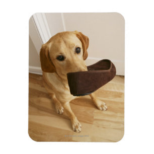 Een labrador die een puppy met slipper in zijn magneet