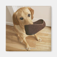 Een labrador die een puppy met slipper in zijn
